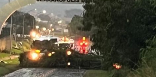 Árvore cai e bloqueia entrada de Serranópolis após forte chuva