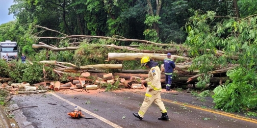 Árvore cai e bloqueia rodovia próximo ao balneário de Santa Helena