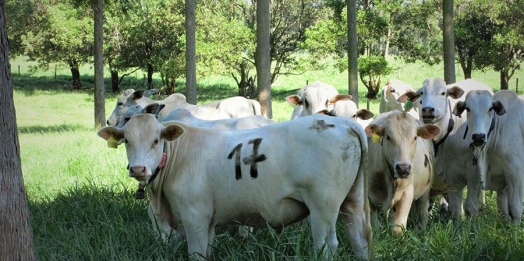Árvores no pasto melhoram ganho de peso, conforto térmico e reprodução dos animais