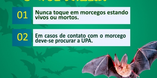 Atenção para o aumento de ocorrência de morcegos nesta época do ano