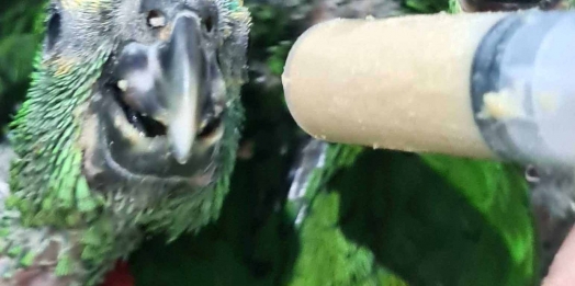 Aves apreendidas em fiscalização são diagnosticadas com doença transmissível