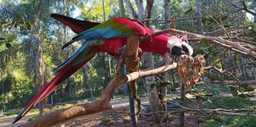 Aves do Refúgio Biológico da Itaipu ganham “almoço especial” no Dia dos Namorados