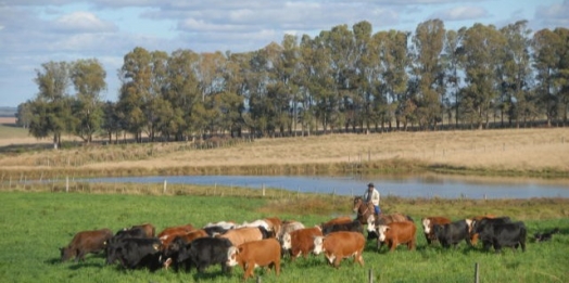Brachiaria: Cultivar promete mais produtividade ao pecuarista