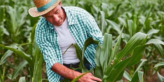 BID Invest e Sicoob acertam parceria para impulsionar a agricultura e a energia sustentável no Brasil