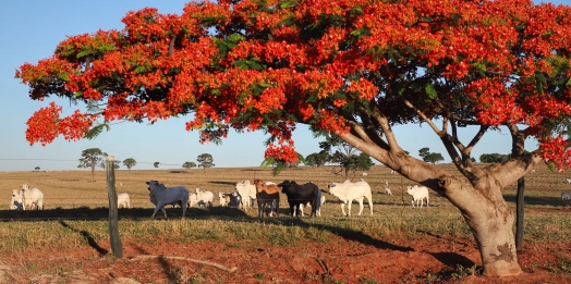 Boletim analisa queda no preço da arroba bovina ao produtor