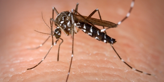 Boletim Epidemiológico da Dengue aponta 97 casos confirmados em Medianeira