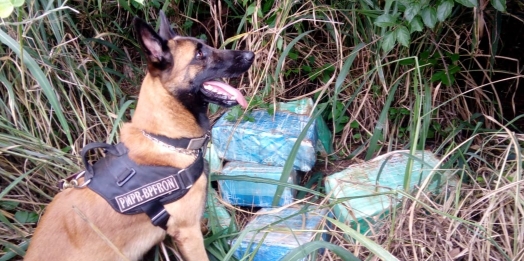 BPFRON apreende 158 kg de maconha durante Operação Hórus em Santa Helena