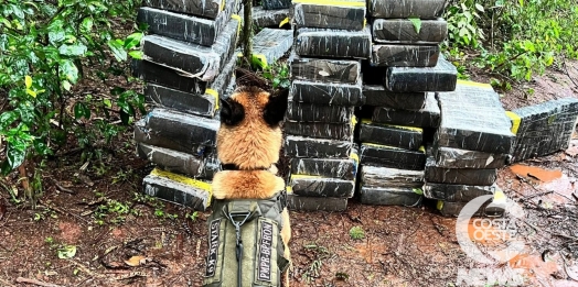 BPFron apreende quase uma tonelada de droga em Santa Helena