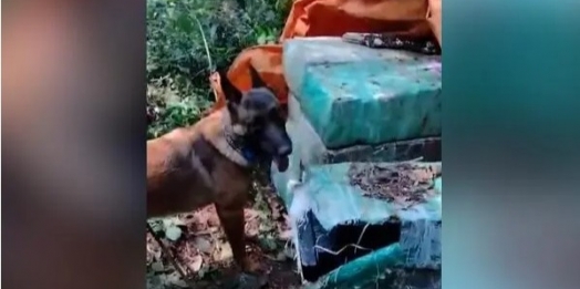 BPFron, Polícia Civil e Polícia Federal apreendem drogas em Santa Helena