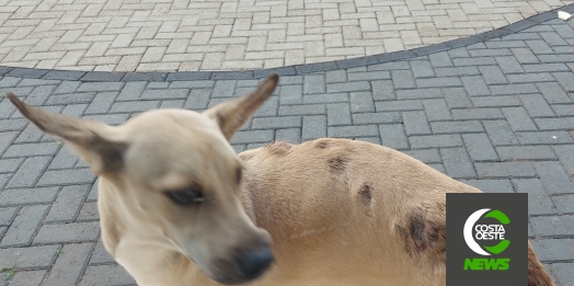 Cachorra é resgatada das ruas de São Miguel do Iguaçu com mais de 30 bernes