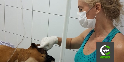Cachorra encontrada agonizando dentro de bolsa em Santa Helena é resgatada