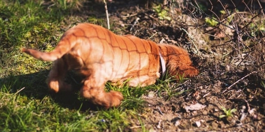 Cachorro cavando: por que os cães têm esse hábito?
