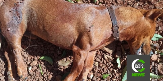 Cachorro é morto a tiros no interior de Santa Helena