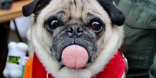 Cachorro lambendo a parede: entenda por que essa atitude requer atenção.