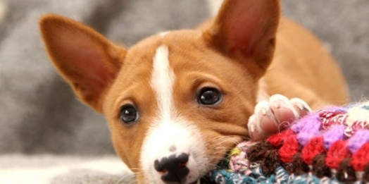 Cachorro mordendo tudo? O que fazer para ele parar?