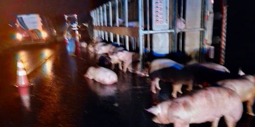 Caminhão carregado de porcos tomba na BR-277 e animais ficam soltos na pista