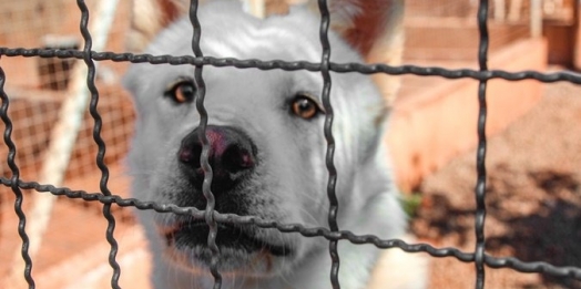 Canil Municipal de Santa Helena abriga mais de 150 animais