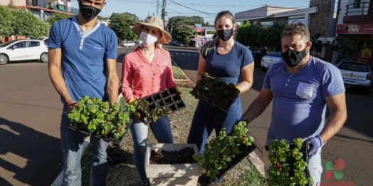 Canteiro Central da Avenida Dom Geraldo Sigaud em Missal recebe plantio de flores