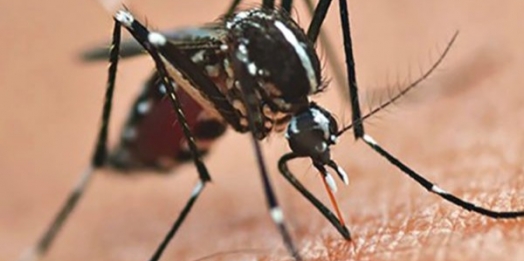 Cascavel confirma 1ª morte por Dengue