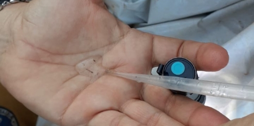 Casos de dengue chegam a 278 positivos desde o início do ano em Missal