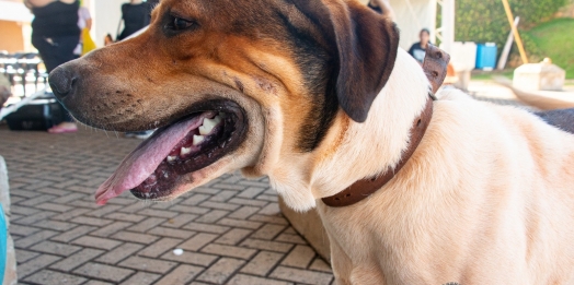 Castrapet realizou com sucesso a castração de 115 cães e gatos