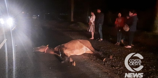 Cavalo morre ao ser atropelado na PR 488, em Santa Helena