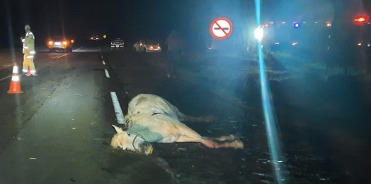 Cavalo morre ao ser atropelado na PR 495, entre Santa Helena e Entre Rios do Oeste
