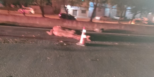 Cavalo morre atropelado no perímetro urbano da BR-277 em São Miguel do Iguaçu