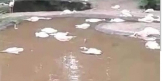 Centenas de flamingos são encontrados mortos no Parque das Aves, em Foz do Iguaçu