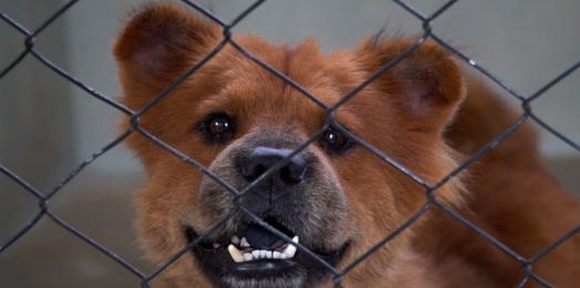 Centro de Controle Animal ganha novo playground para pets em Guaíra