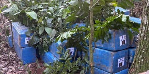 Cerca de 800 quilos de maconha são apreendidas na área rural de Santa Helena