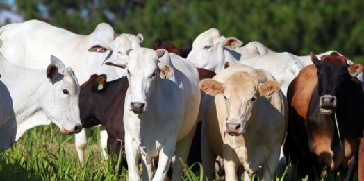 Chancela como área livre de febre aftosa sem vacinação foi a marca da defesa agropecuária em 2021