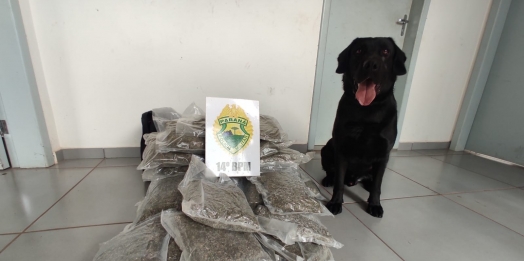 Choque CANIL apreende 16kg de capulho na rodoviária de Foz