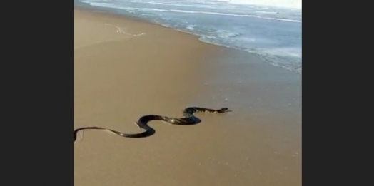 Cobra aparece no mar e pega onda em Santa Catarina; vídeo