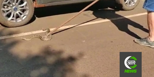 Cobra é encontrada dentro de motor de carro em Missal; vídeo