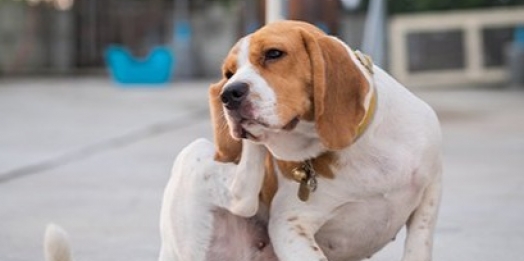 Coceira em cães: seu cão se coça mais do que o normal?