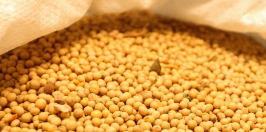Colheita atípica em janeiro no Paraná levou a aumento de 282% nas exportações de soja