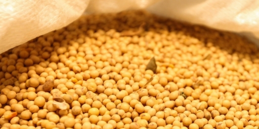 Colheita atípica em janeiro no Paraná levou a aumento de 282% nas exportações de soja