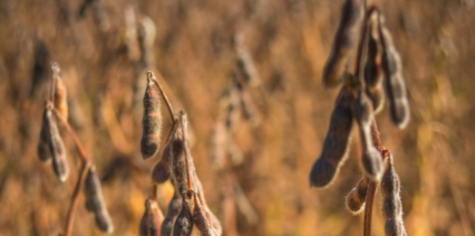 Colheita de soja atinge mais de 50% de área plantada no Paraná