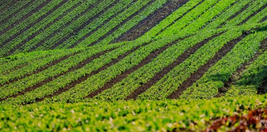 Com 3,9 mil agricultores certificados, Paraná lidera produção orgânica do Brasil