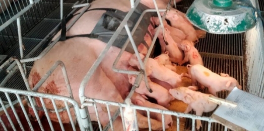 Com apoio do Anjo Inovador, startup paranaense desenvolve cinta massageadora para suinocultura