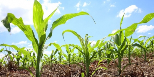 Com bom desenvolvimento, plantio da primeira safra de milho está encerrada no Paraná