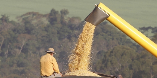 Com demanda crescente no mundo, Paraná deve produzir 19 milhões de toneladas de milho