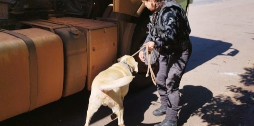 Com habilidades únicas, cães policiais garantem precisão em operações da Polícia Penal do Paraná