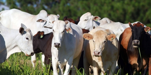 Começa neste sábado a campanha de atualização dos rebanhos no Paraná