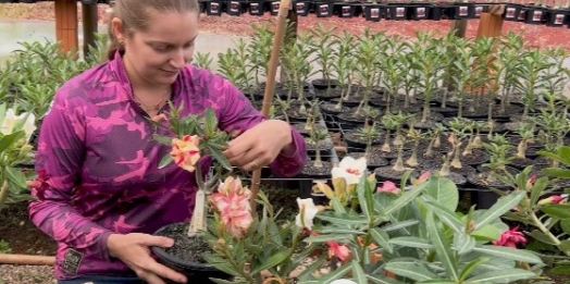 Como a rosa do deserto mudou a vida de Vanessa e se tornou um fenômeno no mercado de flores