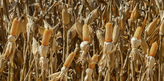 Concurso de Produtividade do Milho Verão 2025/26 está com inscrições abertas