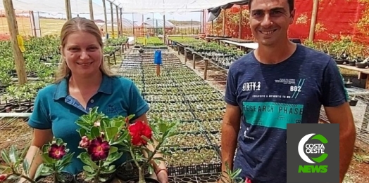 Conheça a produção de rosas do deserto que iniciou como terapia e hoje é um negócio de 40 mil plantas