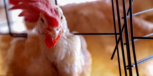 Contra gripe aviária, Sistema de Agricultura reforça cuidados com a biossegurança de aviários