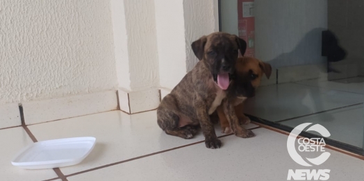 Cresce o número de cães abandonados em São Miguel do Iguaçu